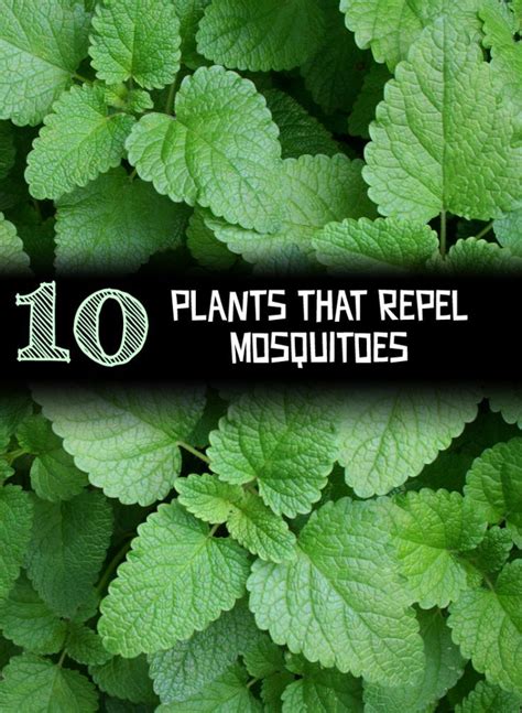 10 Plants that Repel Mosquitoes   Gardening Season ...