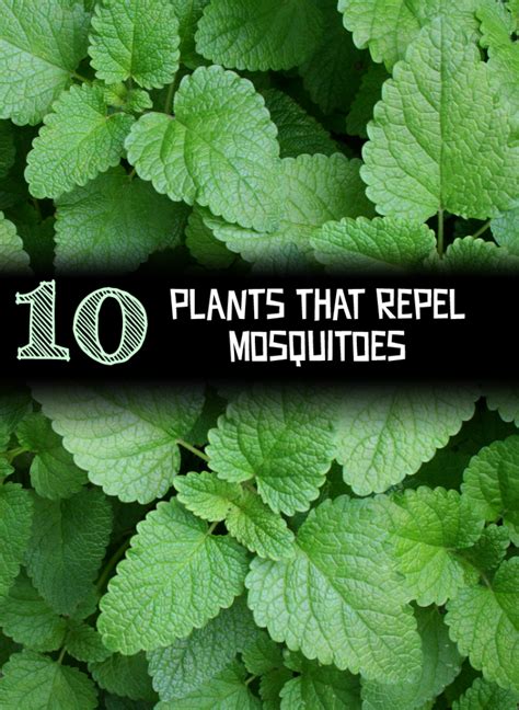 10 Plants that Repel Mosquitoes | Mosquito repelling ...