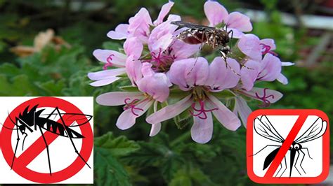 10 Plants to repel mosquitoes naturally   YouTube