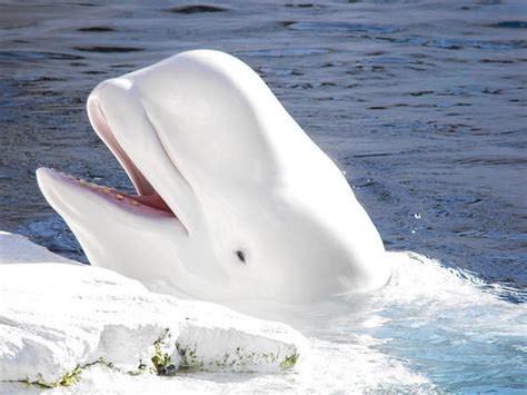 10 Playful Facts About Beluga Whales | Mental Floss