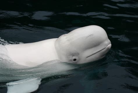 10 Playful Facts About Beluga Whales | Mental Floss