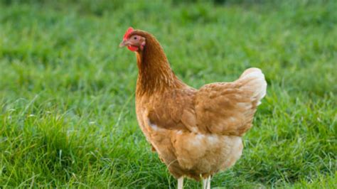 10 Provocative Questions About Raising Chickens…Answered ...