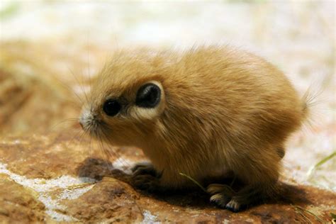 10+ Rare Animal Babies You’ve Probably Never Seen Before ...