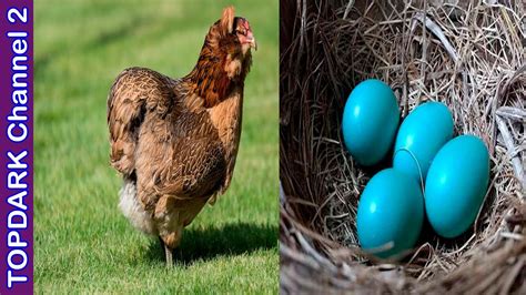 10 Razas de gallinas y sus increíbles huevos de colores   YouTube