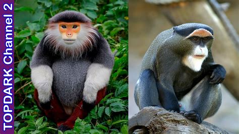 10 Razas increíbles de monos   YouTube