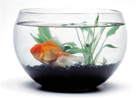 10 Reasons Why Fish Are the Third Most Popular Pet ...