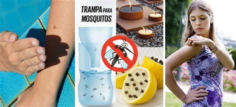 10 repelentes naturales para mosquitos en época de calor ...