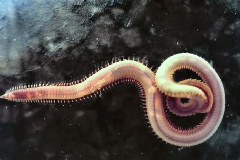 10 Sea Creatures That Look Like They re From Another Planet