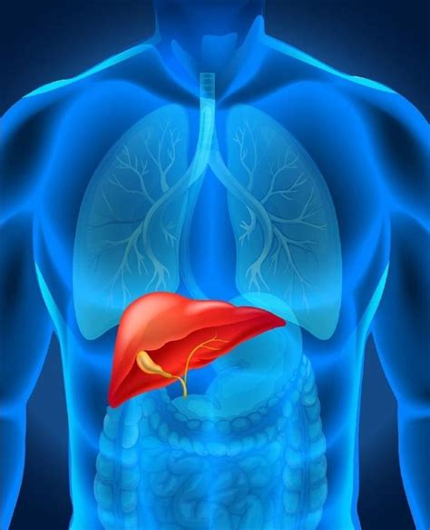 10 síntomas de que tu hígado está sobrecargado y 3 formas de aliviarlo ...