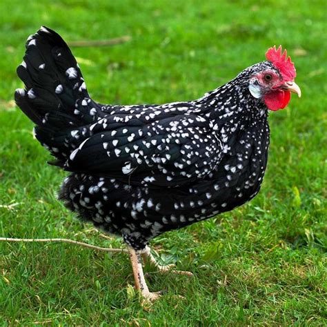 10 Small Chicken Breeds Great For Mini Backyard Area | The ...