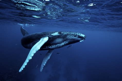 10 Species of whales | Top 10s