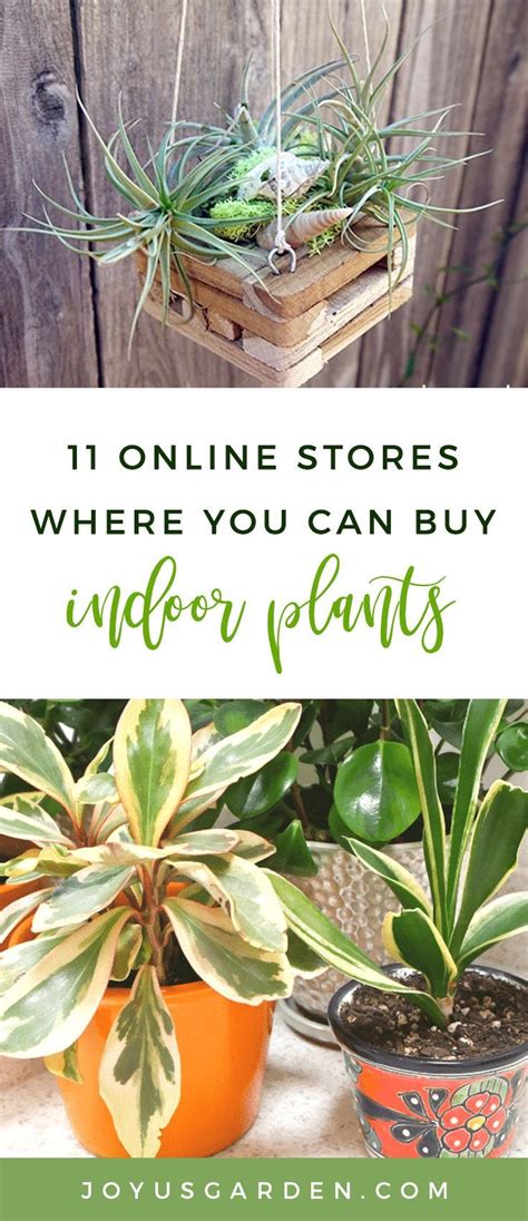 10 Stores Where You Can Buy Indoor Plants Online | Buy indoor plants ...