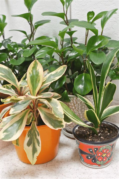 10 Stores Where You Can Buy Indoor Plants Online