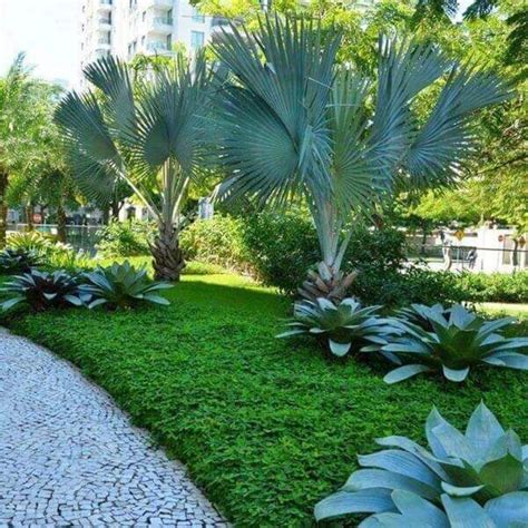 10 tipos de palmeiras para decorar sua casa!   Entenda Antes