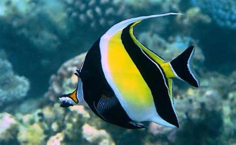 10 tipos de peces más hermosos y coloridos del mundo