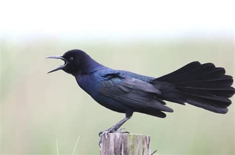 10 Types of Black Birds With Name, Origin & Characteristics   10Largest