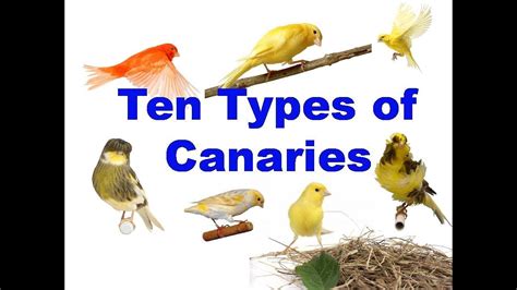 10 Types of canaries   YouTube