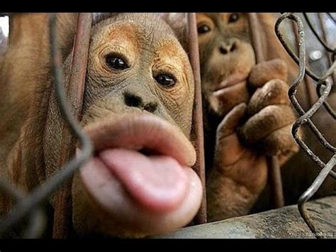 10 videos de monos muy graciosos | Mascotas