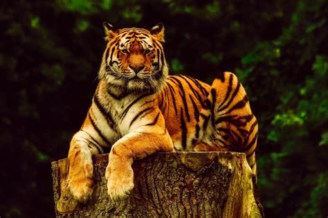 10 Ways Tigers Are Used as Symbols | Animal Planet