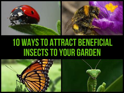 10 Ways To Attract Beneficial Insects To Your Garden