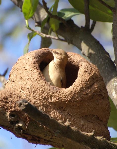 10 Weird and wonderful Type of Nests of Different Bird Species