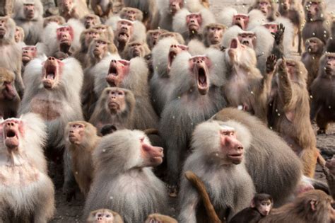 10 Wild And Shocking Tales Of Baboons   Listverse