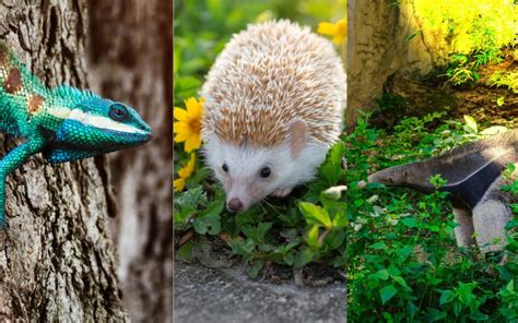 +100 Nombres de Animales  por hábitat y características  para aprender ...