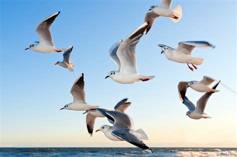 1000+ Beautiful Birds Flying Photos · Pexels · Free Stock ...