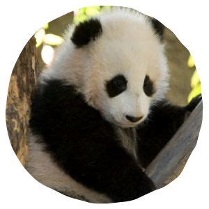 1000+ images about Pandamania VBS on Pinterest | Panda ...