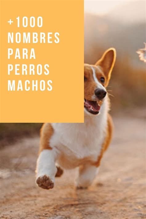 + 1,000 Nombres de Perros Machos ¡Los más Bonitos ...