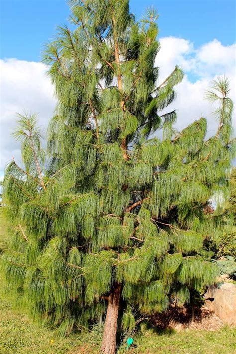 1000 Semillas Aprox De Pino Mexicano Amarillo   Pinus Patula   $ 479.00 ...