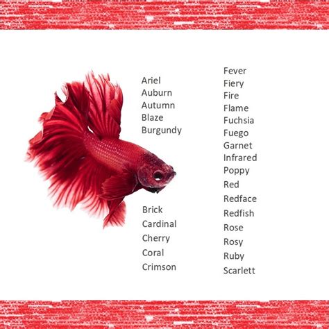 1001 Fish Names: The Most Comprehensive List | Fishkeeping ...