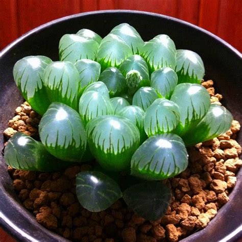 100pcs Mix Succulent plants Beautiful Cute Bonsai Plants ...