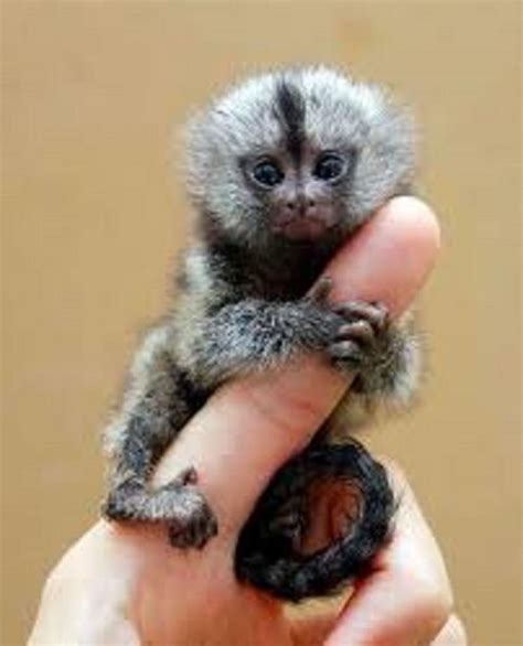 1,00€ · Regalo Bebé Monos Titi y Capuchinos Para Adopcion AHORA Para ...