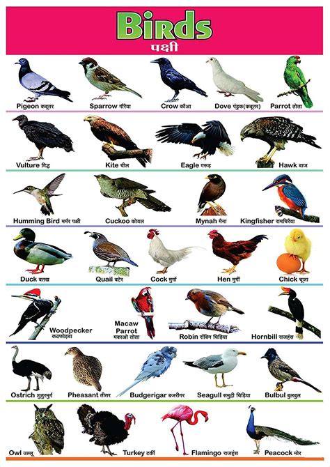 100Yellow Paper Birds Name Printed Poster/Educational ...