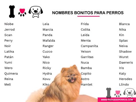 101+ Nombres Bonitos para Perros | Actualizado 2021