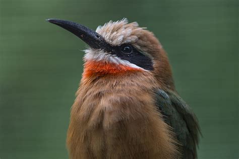 105th White Fronted Bee Eater Chick Born at San Diego Zoo ...