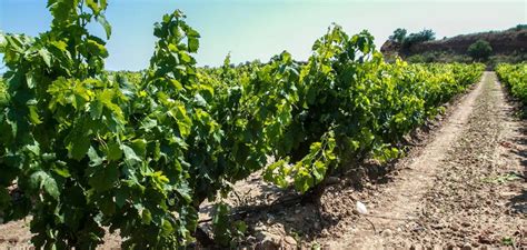 106 viticultores han solicitado la ayuda a la cosecha en ...