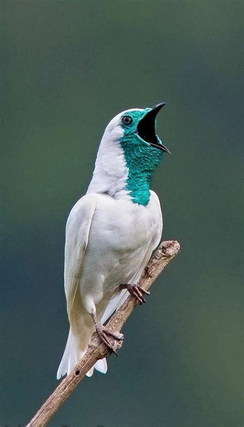 107 mejores imágenes de Animales aereos en Pinterest | Aves exóticas ...