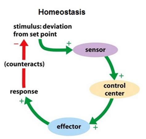 #108 Homeostasis in mammals | Biology Notes for A level