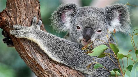 11 Animales que sólo verás en Australia   Dingoos