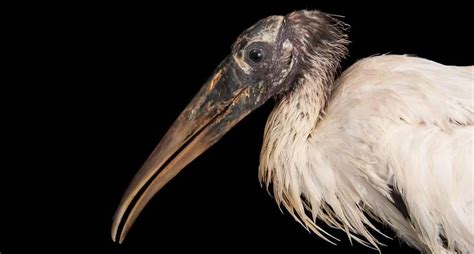 11 aves con picos extraordinarios   National Geographic en ...