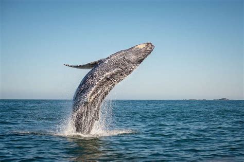 11 Bouyant Facts About Humpback Whales | Mental Floss