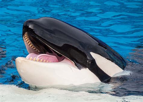 11 Facts Everyone Should Know About Orca Captivity