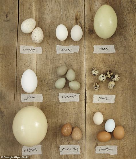 11 other eggs you should be eating instead of hen s eggs ...