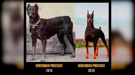 11 perros de raza ahora y hace 100 años diferencia abismante   YouTube