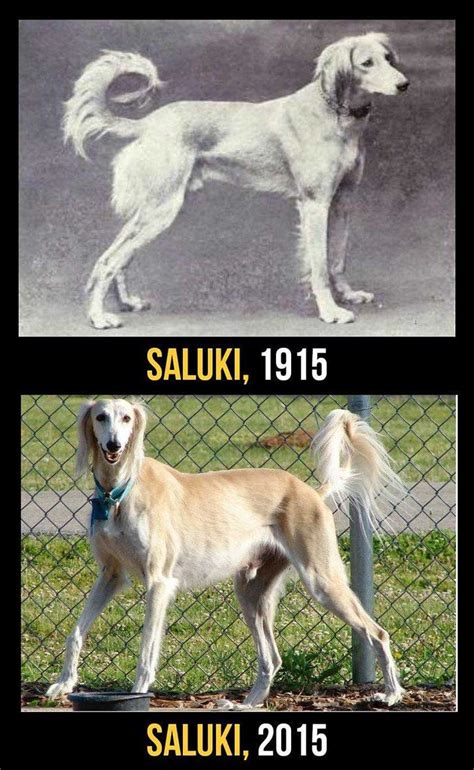 11 perros de raza ahora y hace 100 años  diferencias    Mascotas   Taringa!