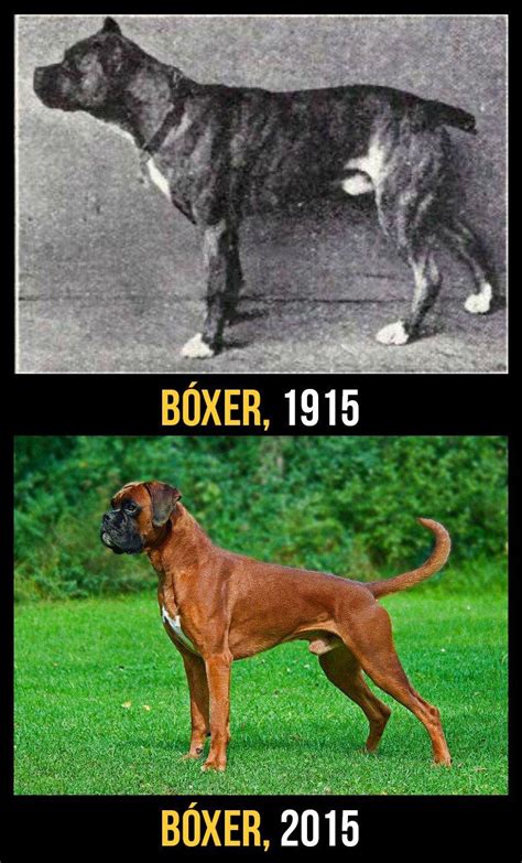 11 perros de raza ahora y hace 100 años. Este es el precio que tienen ...