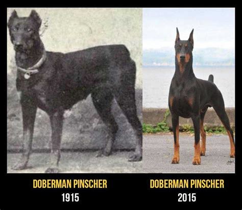 11 perros de raza ahora y hace 100 años. La diferencia es abismante ...