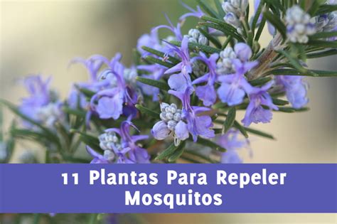 11 Plantas Que Repelen Mosquitos   La Guía de las Vitaminas